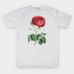 Red Rose Flower Vintage Botanical Illustration T-Shirt
